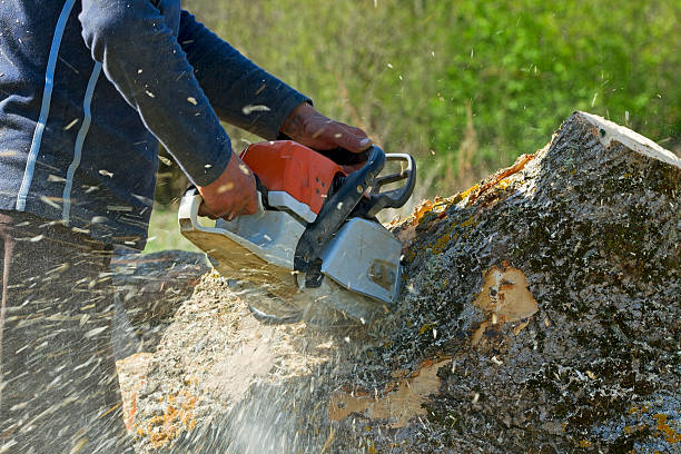 Seasonal Cleanup in Munday, TX